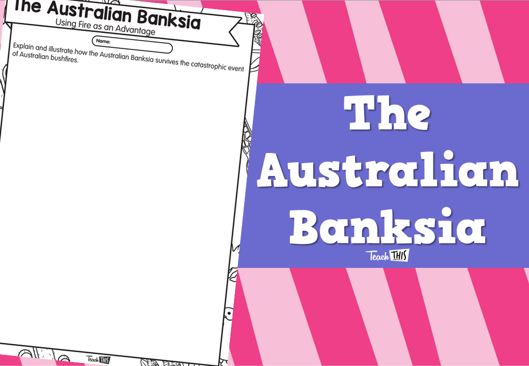 The Australian Banksia
