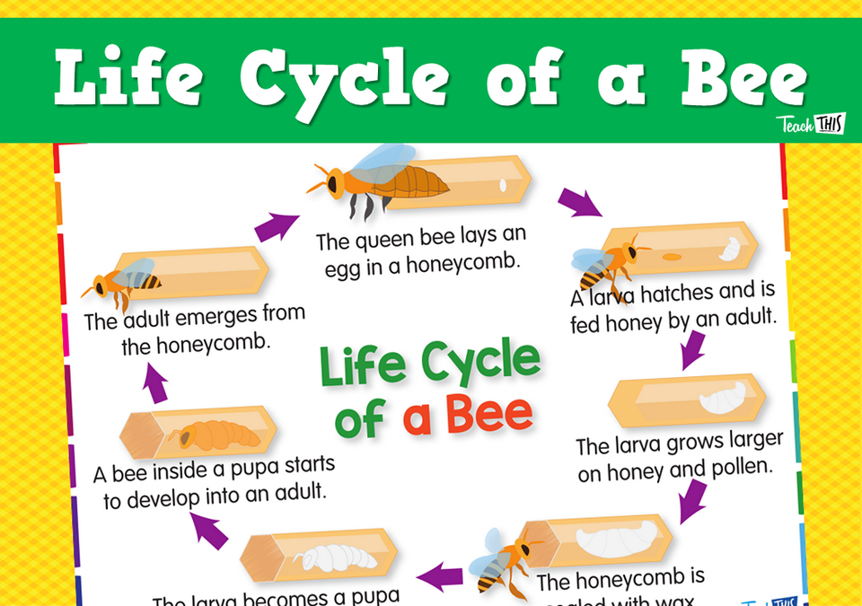 Life Cycle of a Bee
