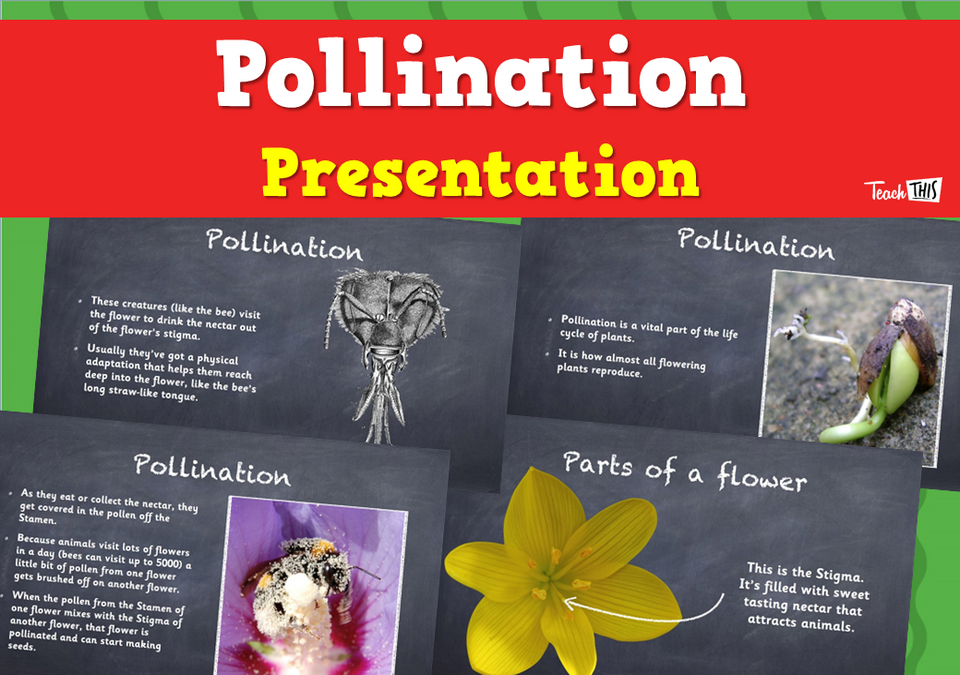 Pollination - Presentation