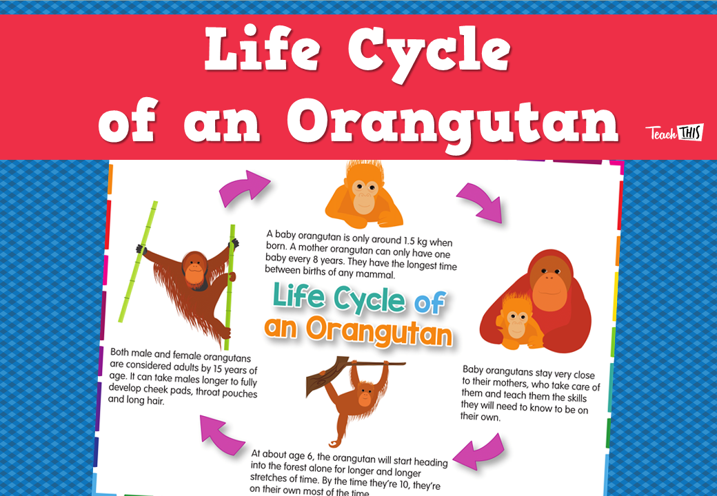 Life Cycle of an Orangutan