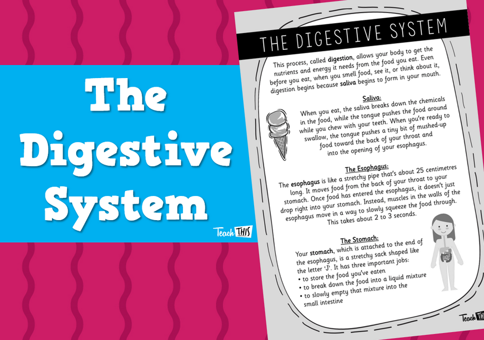 The Digestive System