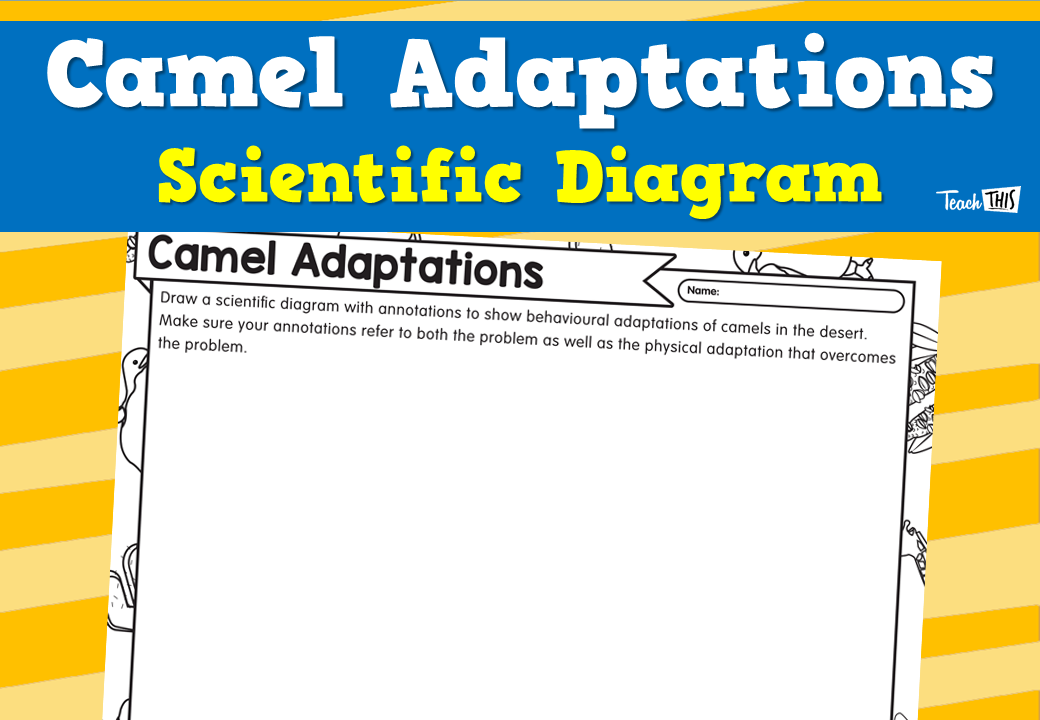 Camel Adaptations - Scientific Diagram