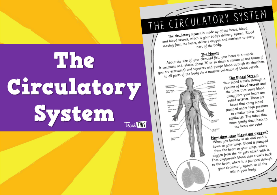 The Circulatory System