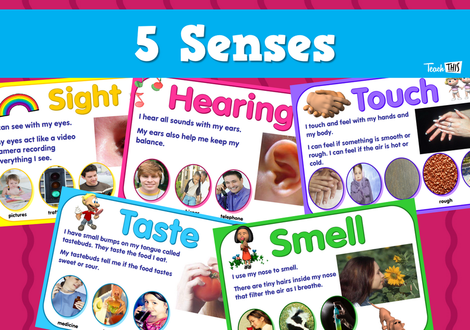 5 Senses