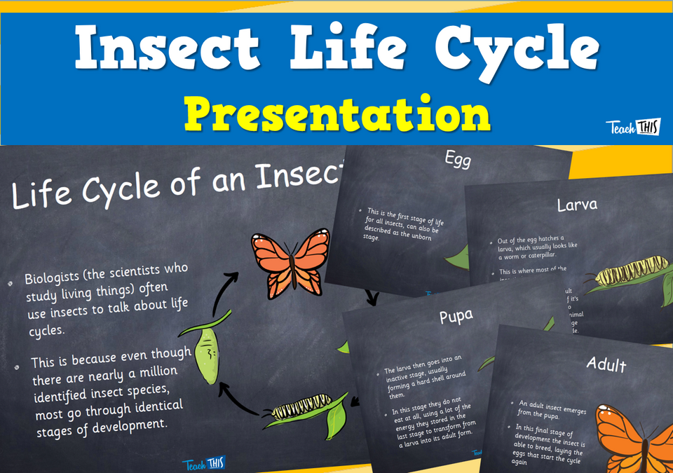 Insect Life Cycles - Presentation