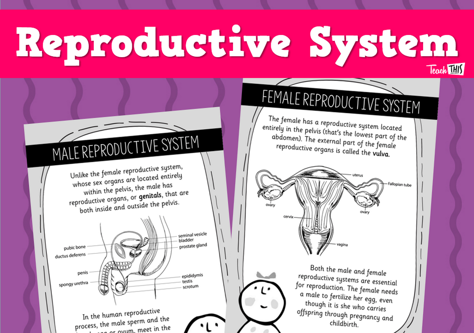 Reproductive System