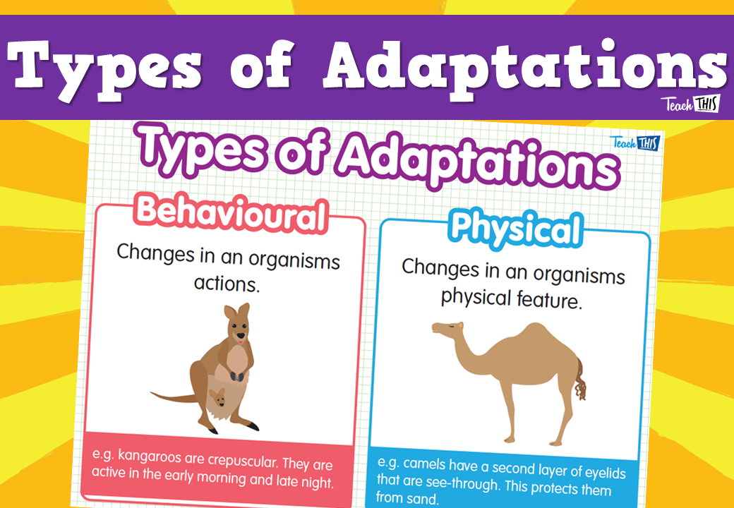 Types of Adaptations