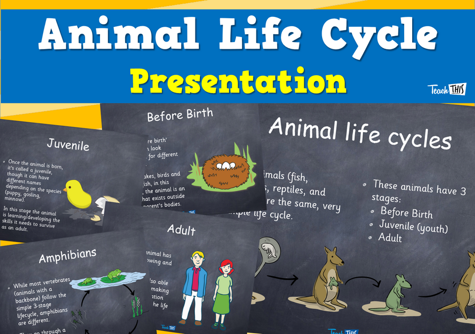 Animal Life Cycles - Presentation