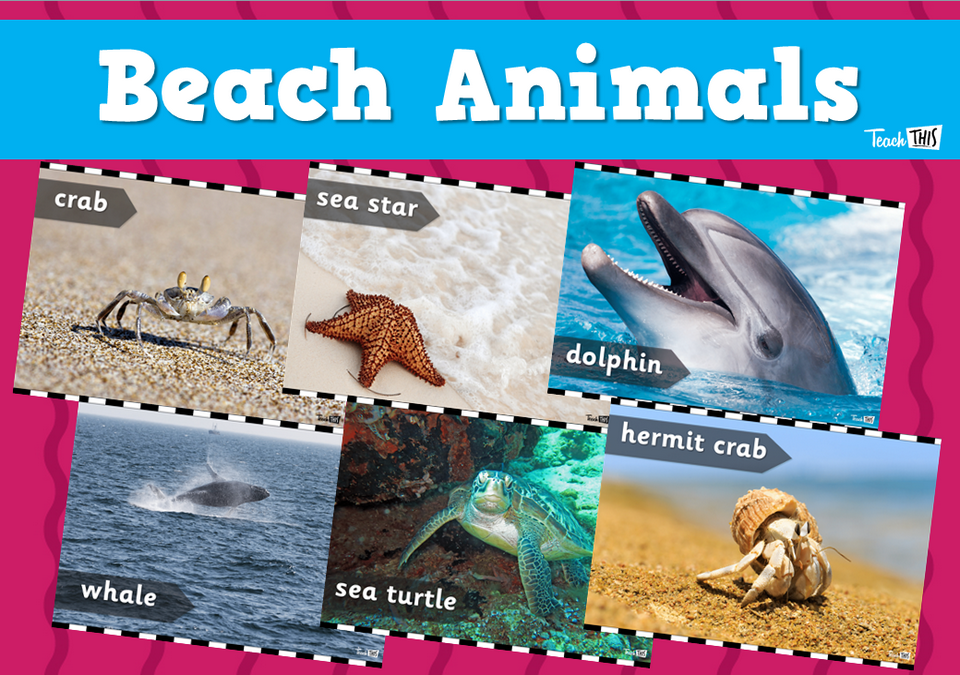 Beach Animals