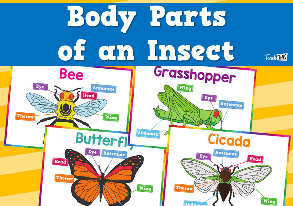 Body Parts of an Insect