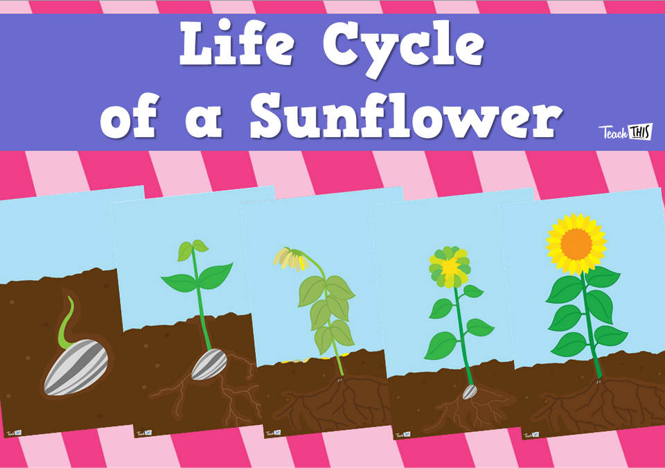 Life Cycle of a Sunflower