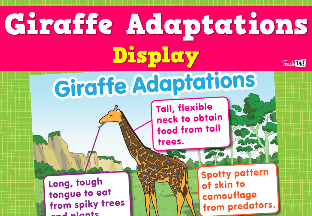 Giraffe Adaptation Display