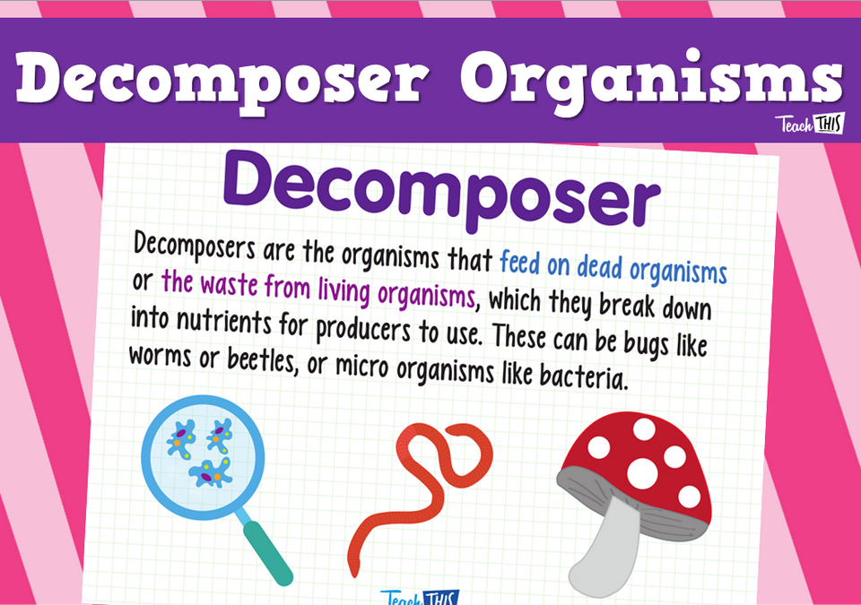 Decomposer Organisms