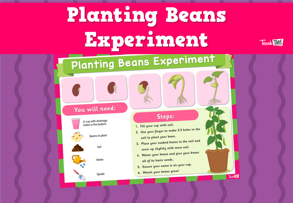 Planting Beans Experiment