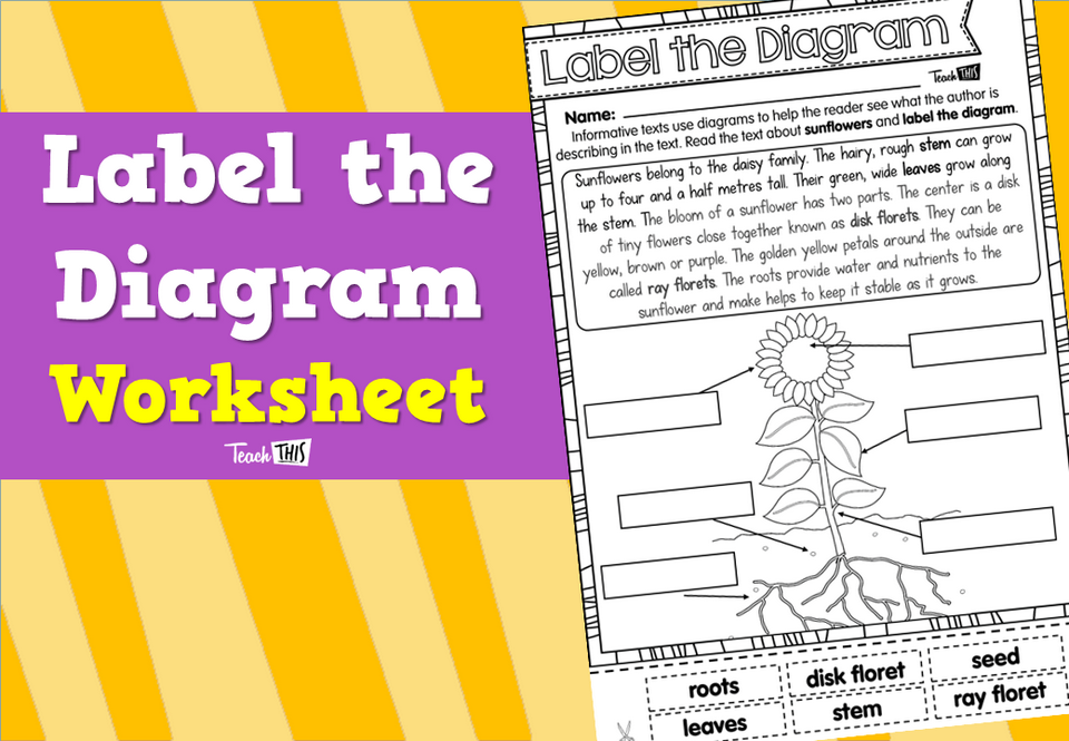 Label the Diagram - Worksheet
