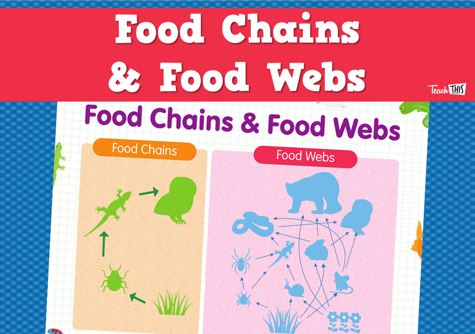 Food Chains & Food Webs
