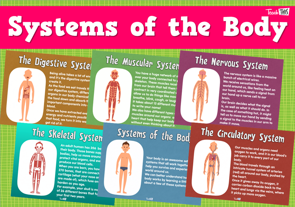 Systems of the Body