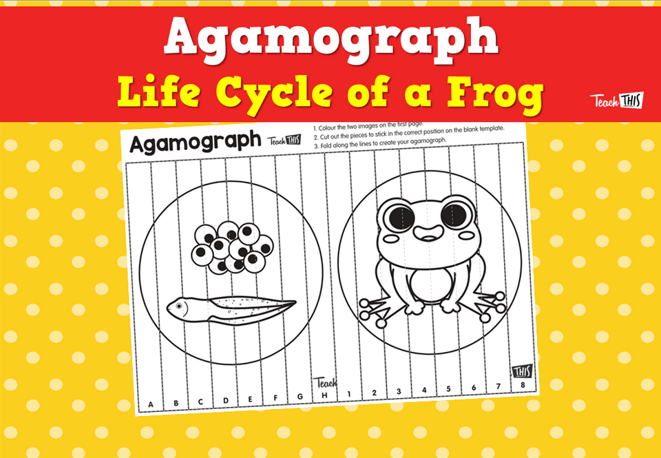 Agamograph- Life Cycle of a Frog