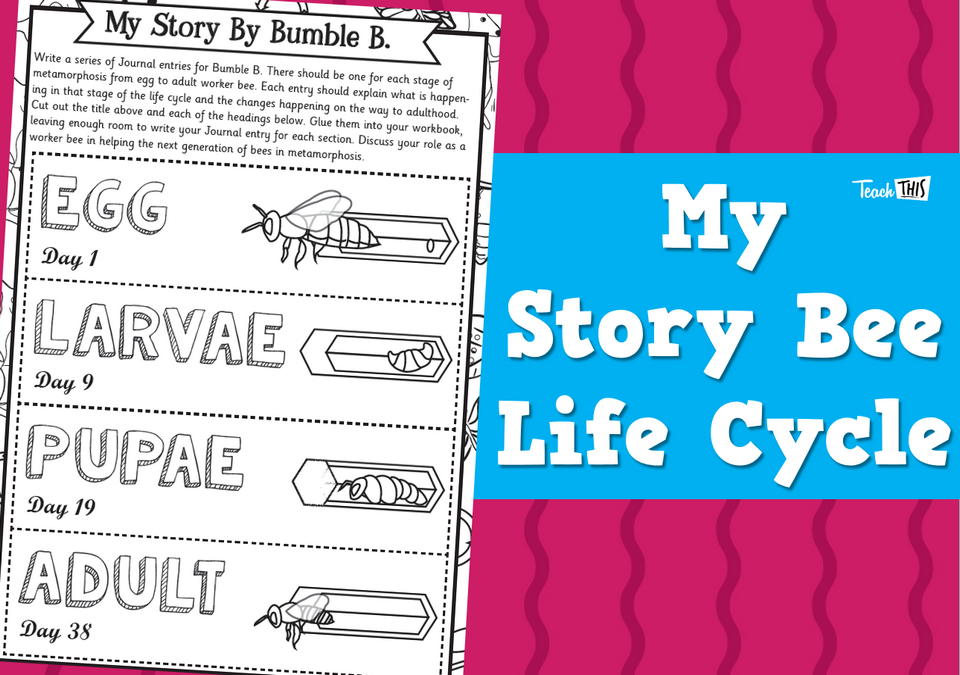 My Story Bee Life Cycle - Worksheet