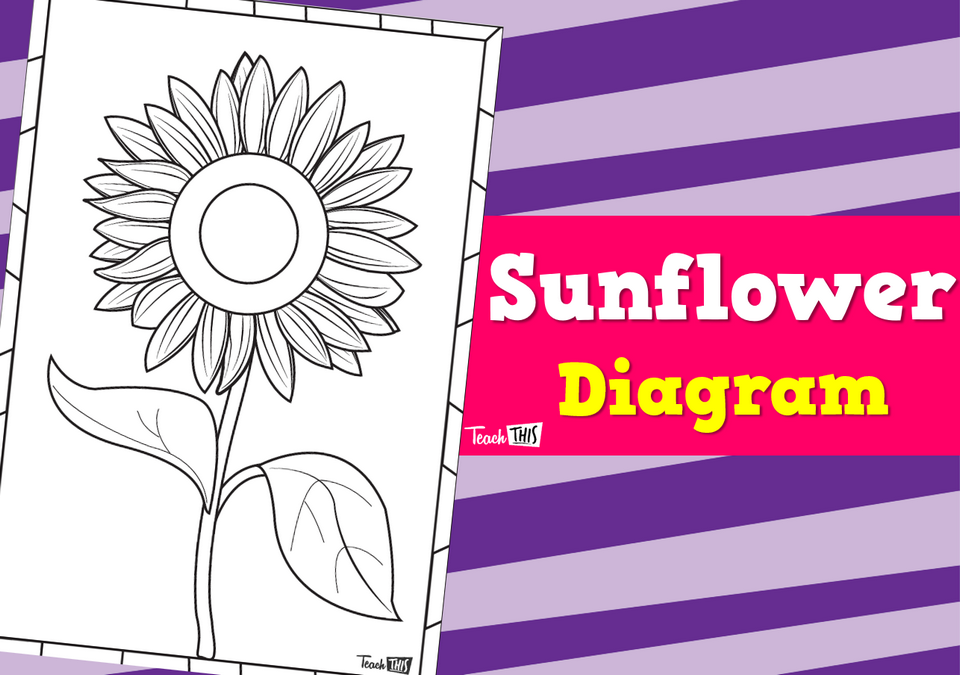 A Sunflower