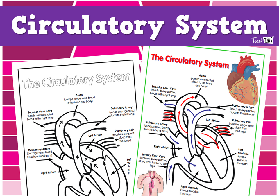 Circulatory System