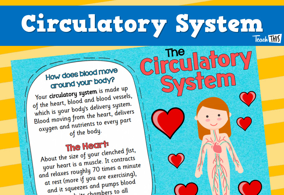 Circulatory System