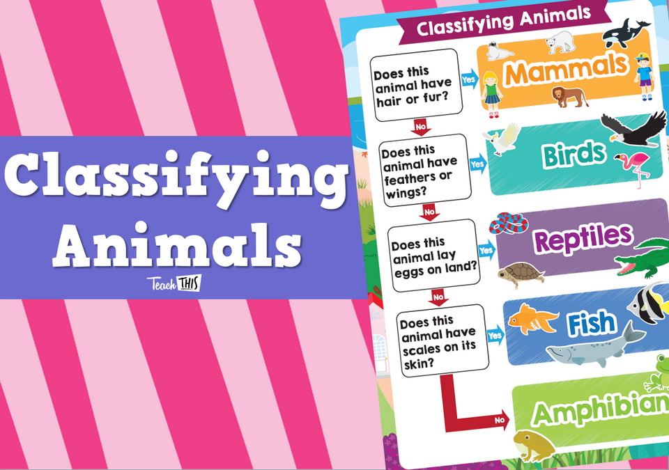 Classifying Animals