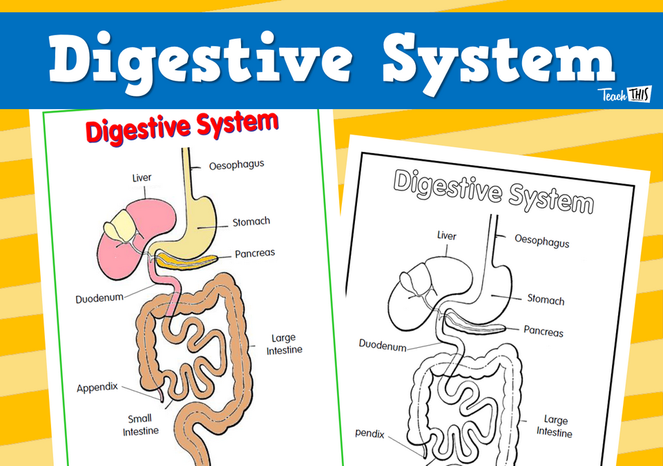 Digestive System