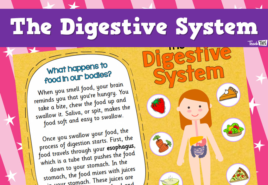 Digestive System