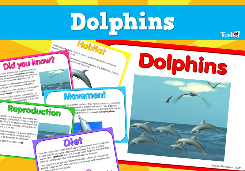 Dolphins