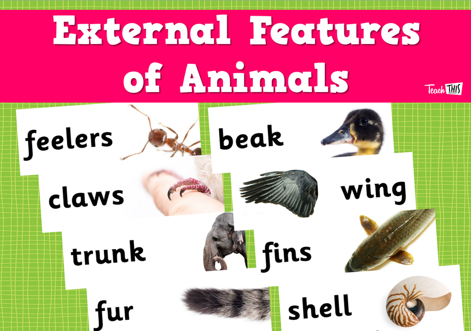External Features Of Animals