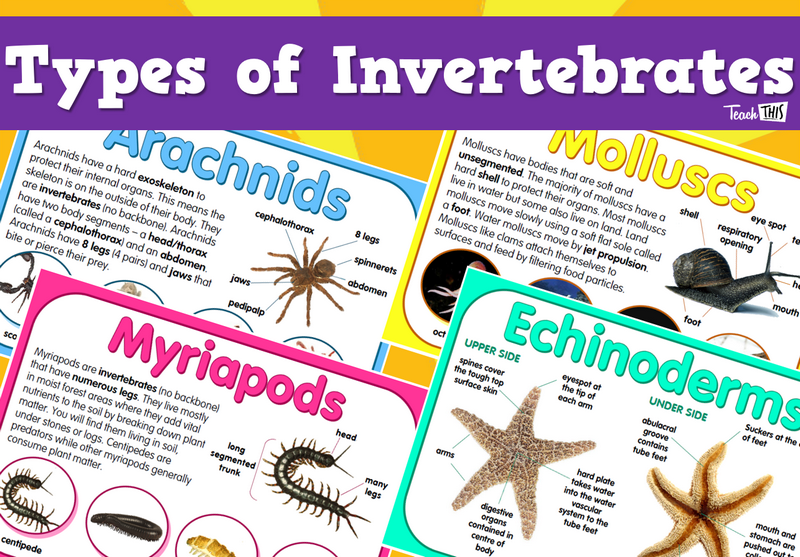 Invertebrates - Types