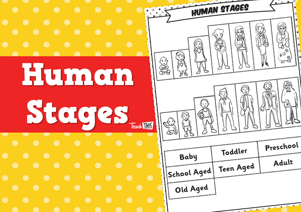 Human Stages - Worksheet