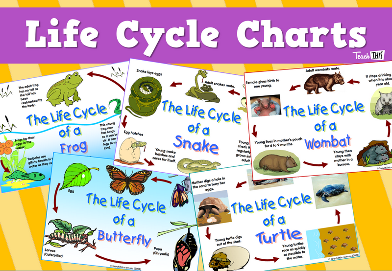 Life Cycle Charts