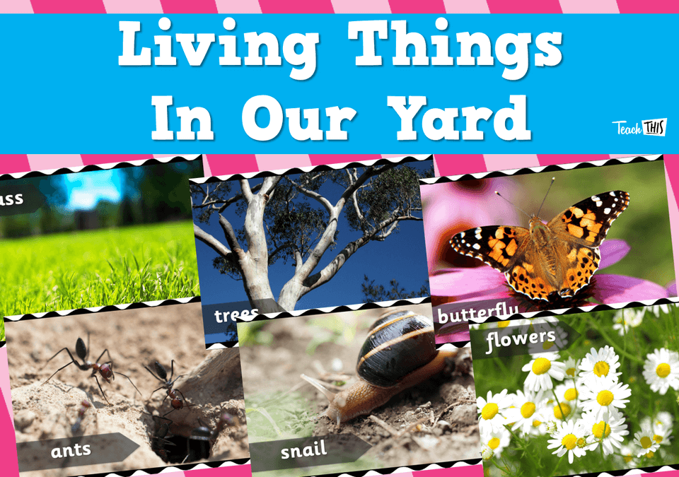 Living Things In Our Yard