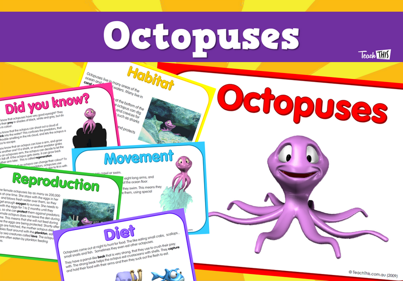 Octopus