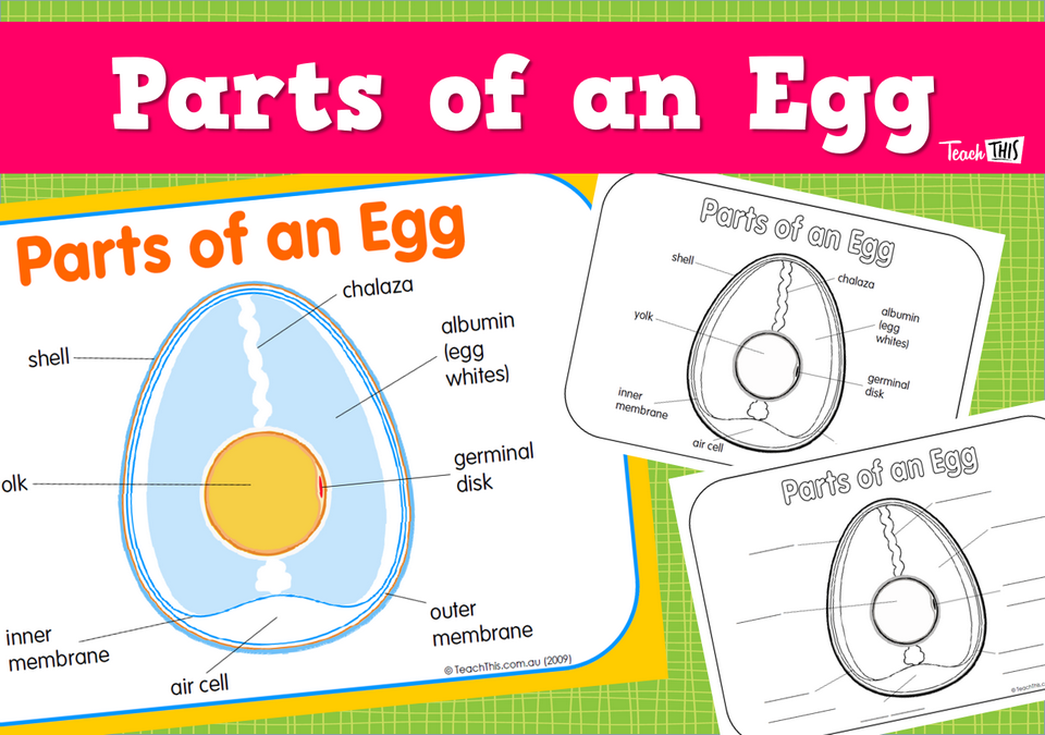 Parts of an Egg