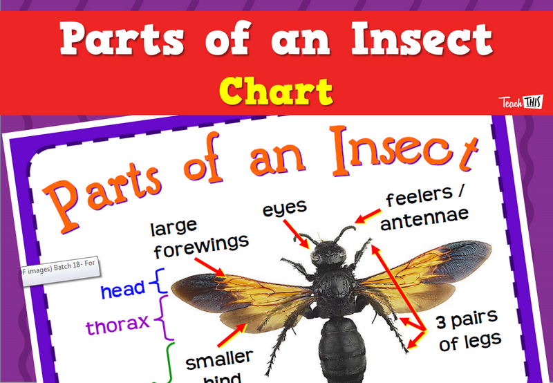 Parts of an Insect Chart