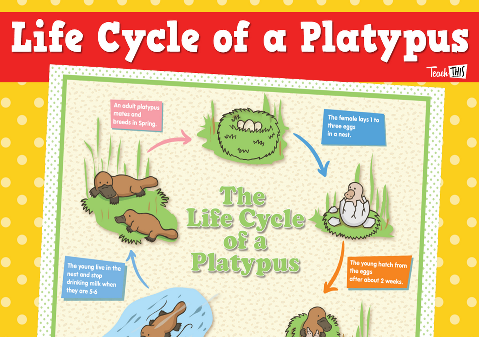 Platypus Life Cycle