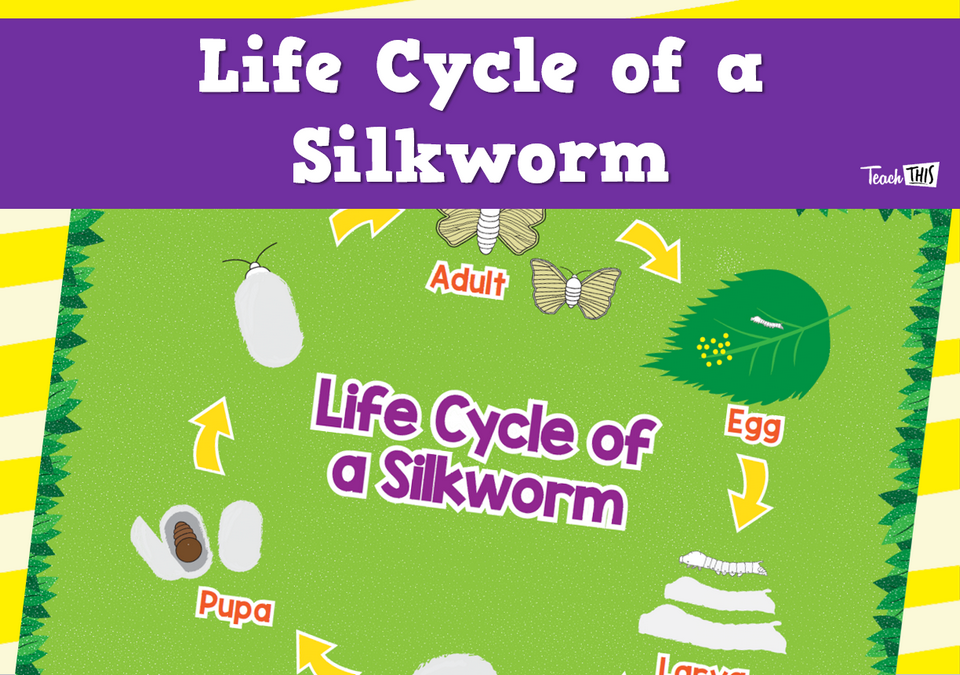Life Cycle Of A Silkworm