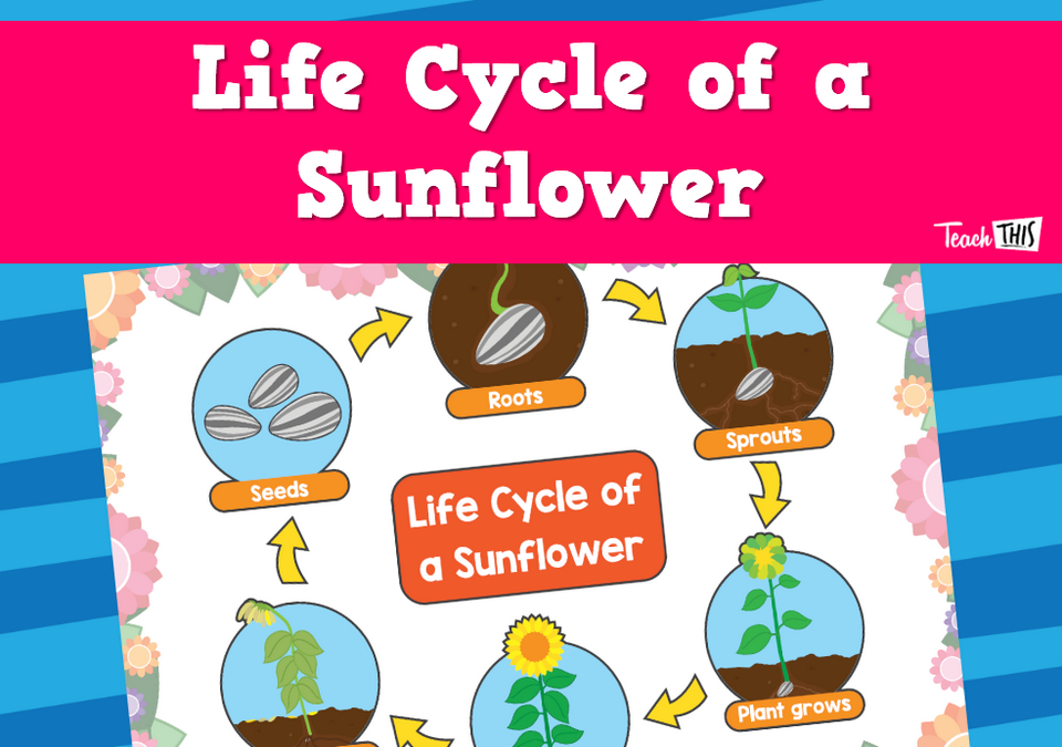 Poster - Life Cycle of a Sunflower 1