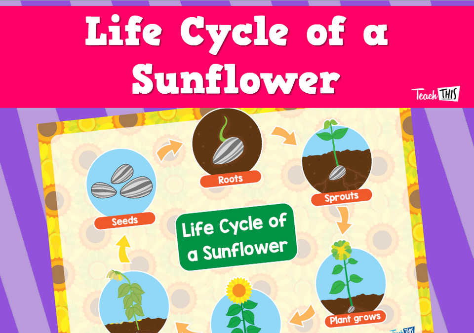 Poster - Life Cycle of a Sunflower 2