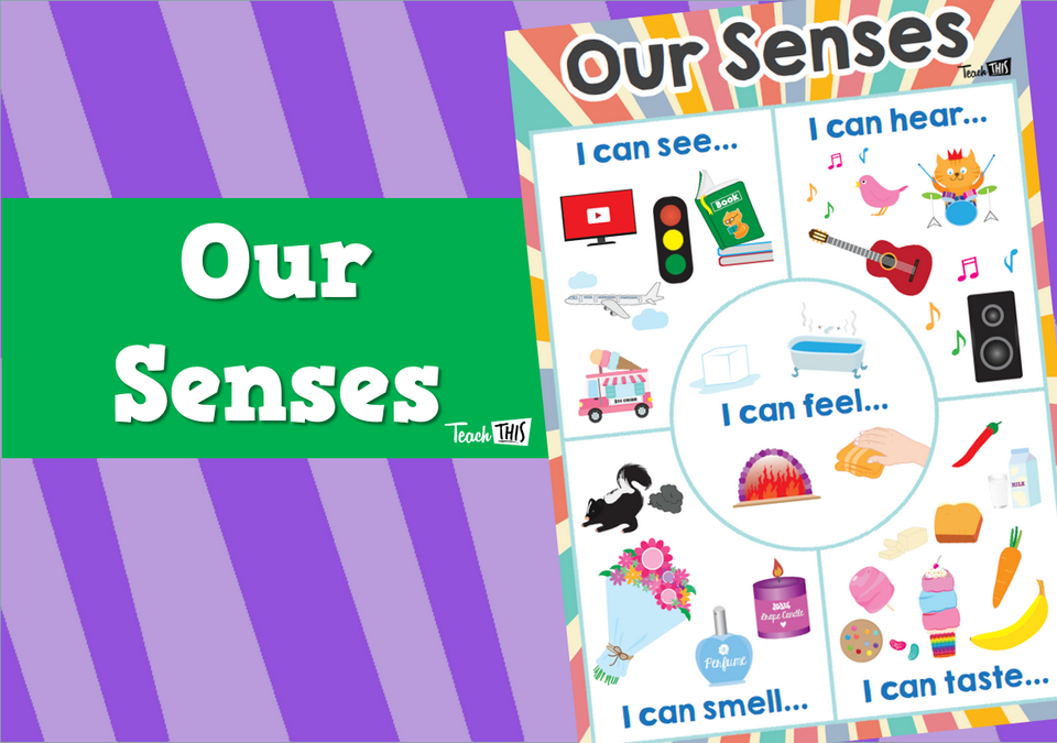 Our Senses