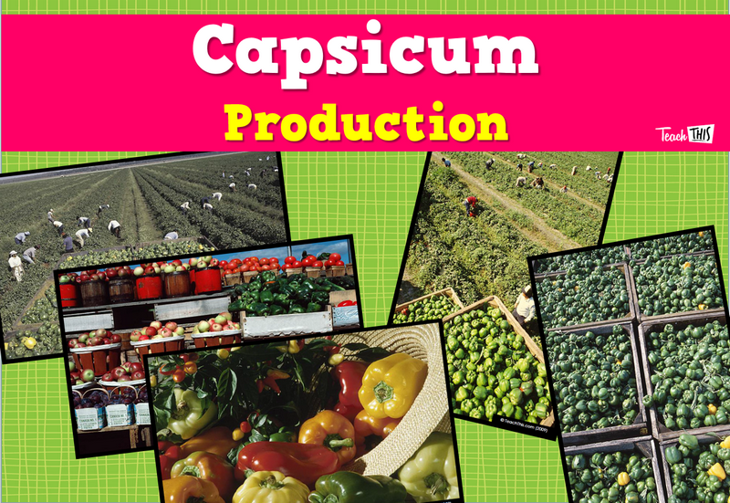 Produce - Capsicum