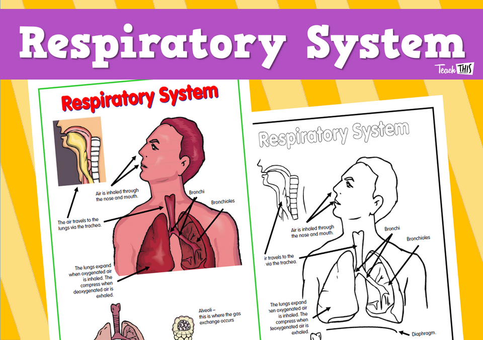 Respiratory System