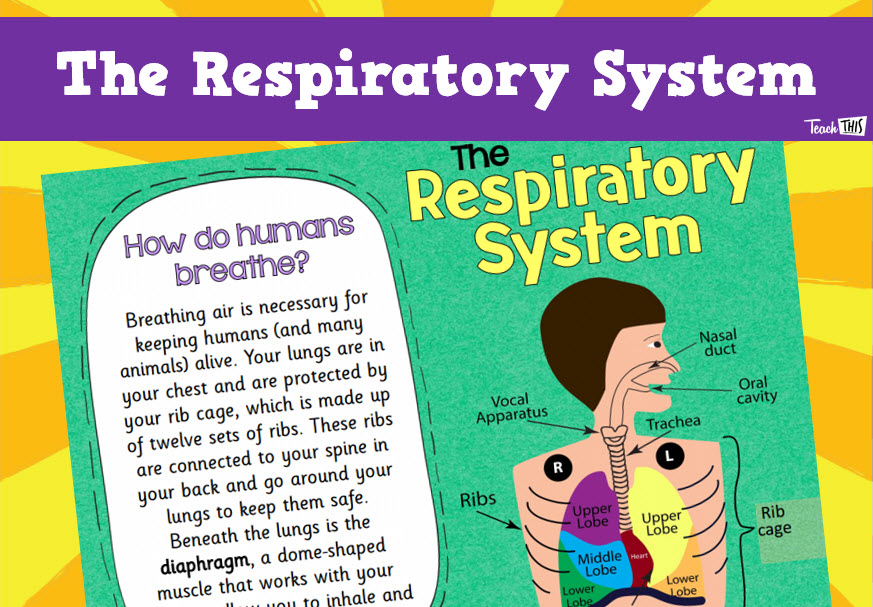 Respiratory System