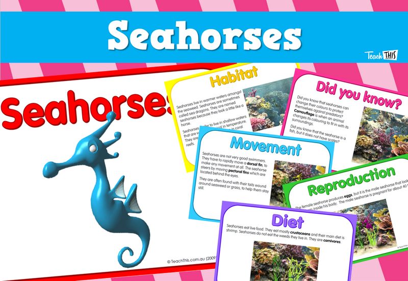 Seahorses