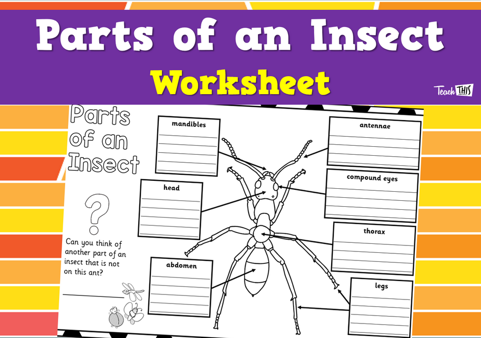 Parts of an Insect - Worksheet