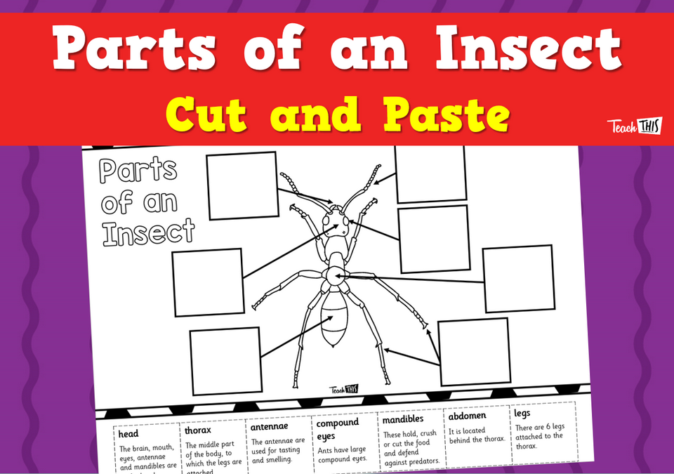 Parts of an Insect - Cut and Paste