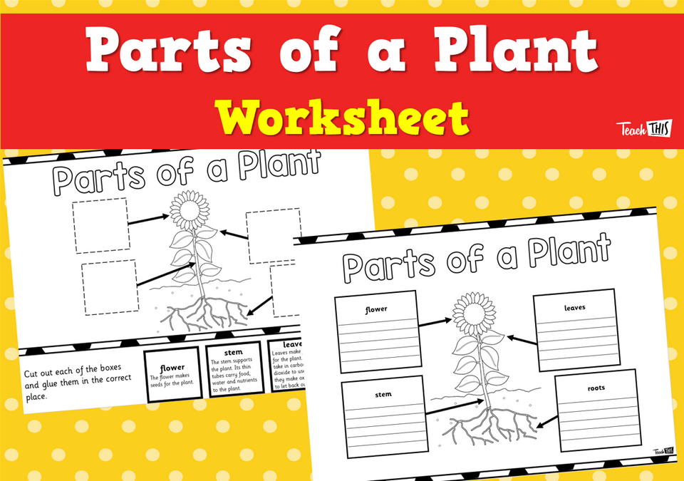 Parts of a Plant - Worksheet